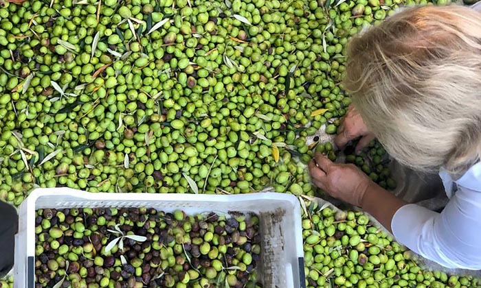 Güllü Konakları’nda zeytin hasadı bir başka