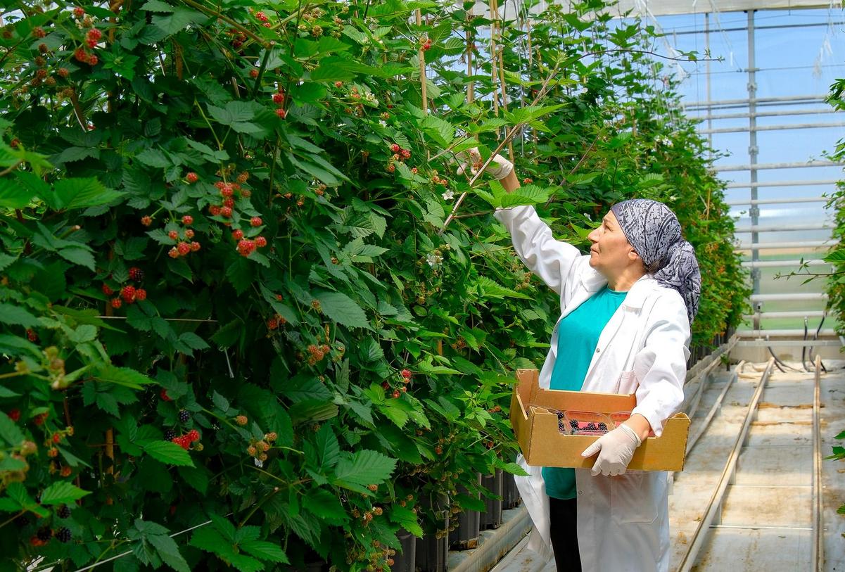 Antalya Seralarında Yağış Hasarı ve Yenilikçi Su Yönetimi Merak Ediliyor
