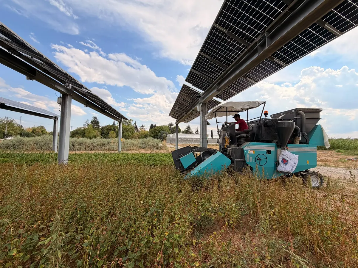 Solar3GW TarımGES’inde ilk hasat: Verim ne oldu?